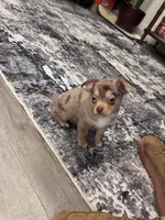Leo, a male Chihuahua for sale in Phoenix, AZ – 1 of 5