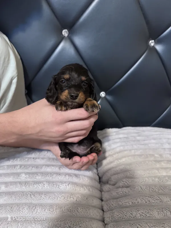 Isabela – Dachshund puppy for sale in Phoenix, AZ