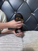 Isabela, a female Dachshund for sale in Phoenix, AZ – 2 of 5