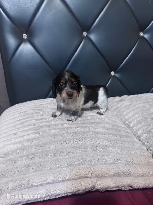 Gus – Dachshund puppy for sale in Phoenix, AZ