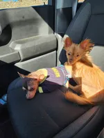 Leo, a male Chihuahua for sale in Phoenix, AZ – 5 of 5