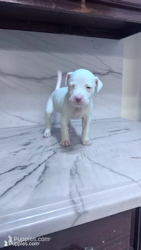 Zara – Great Dane, American Pit Bull Terrier puppy for sale in Phoenix, AZ