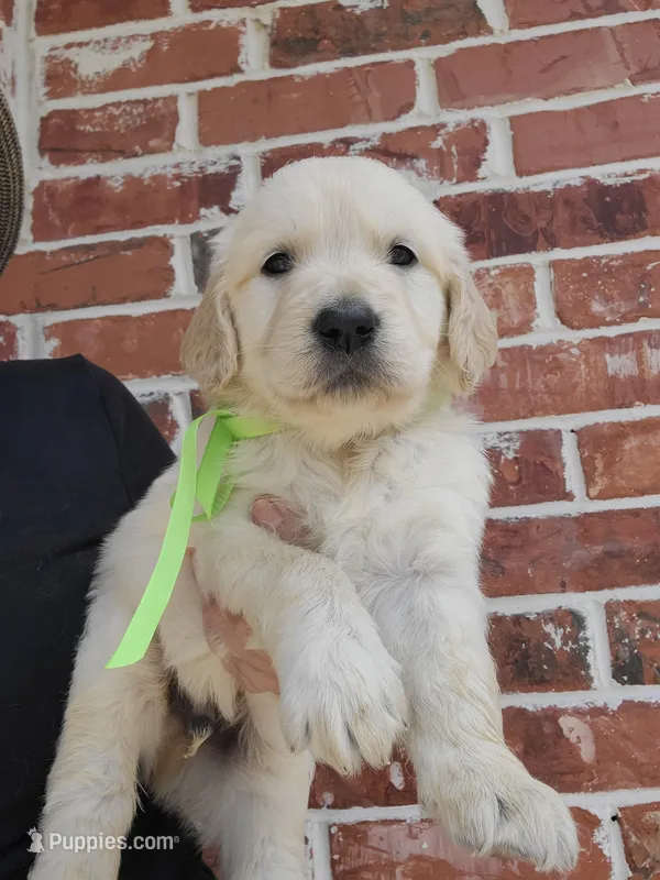 Green collar – Golden Retriever puppy for sale in Royse City, TX