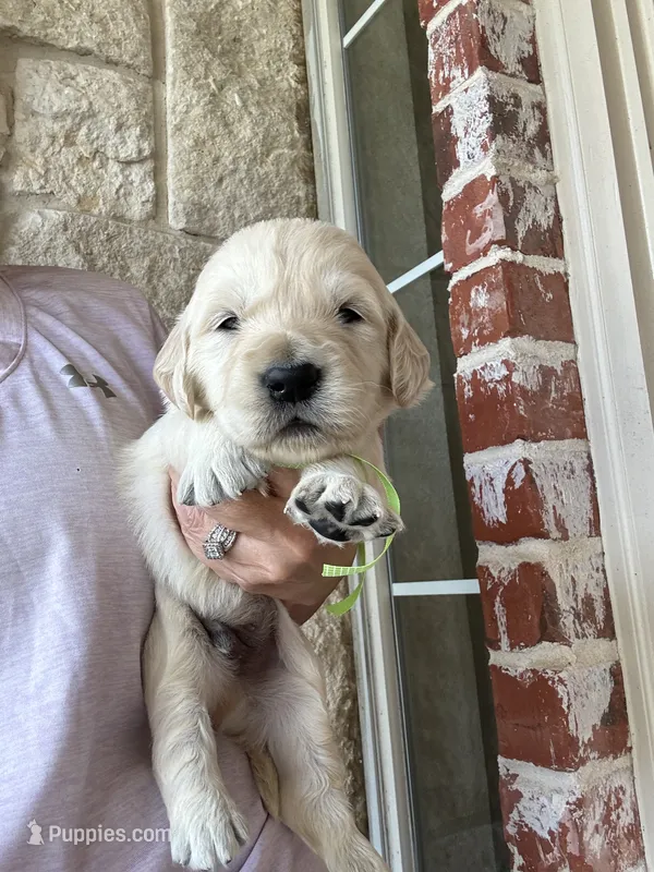 Green collar – Golden Retriever puppy for sale in Royse City, TX