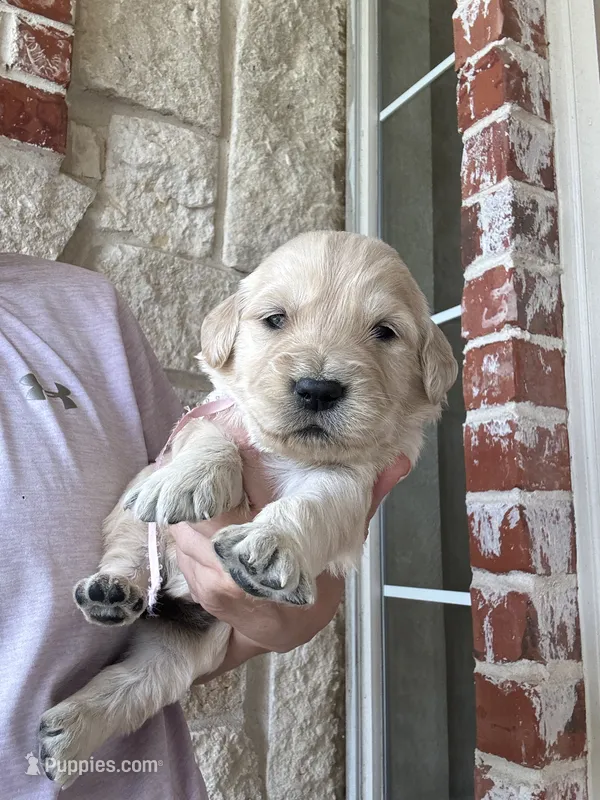 Pink Collar – Golden Retriever puppy for sale in Royse City, TX