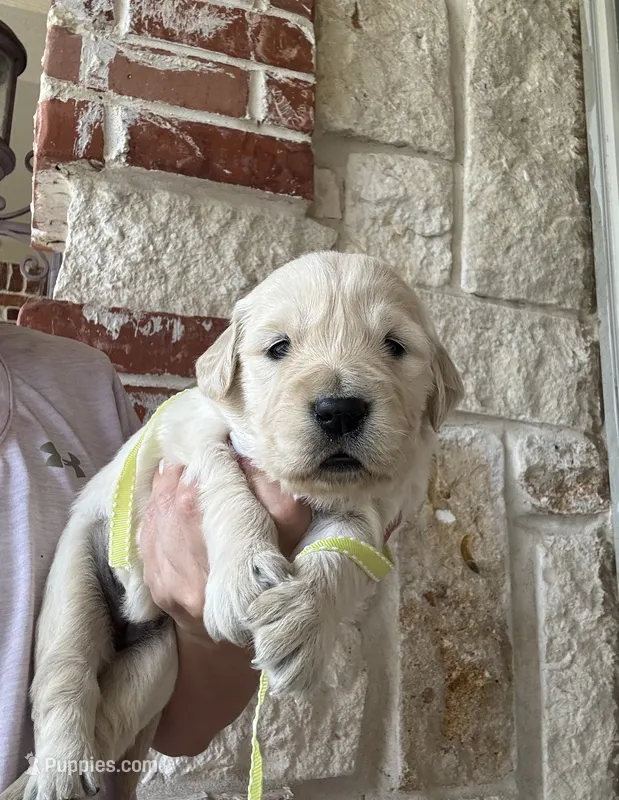 Yellow Collar – Golden Retriever puppy for sale in Royse City, TX