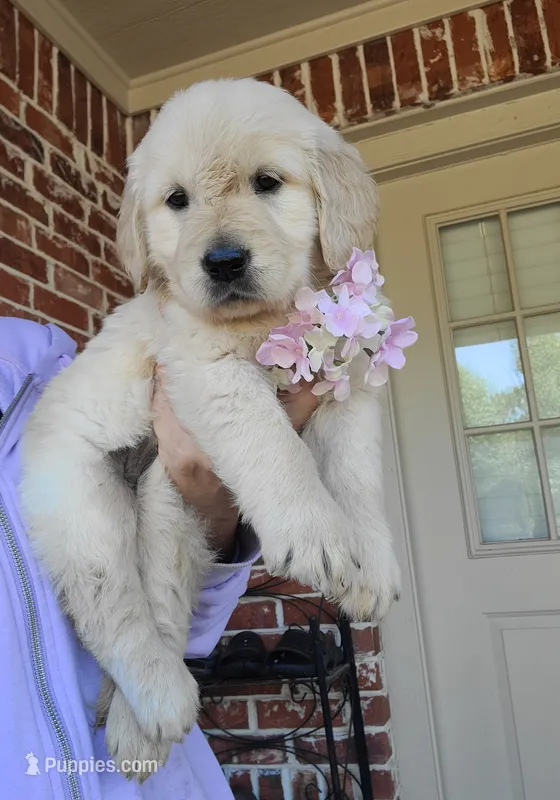 Yellow Collar – Golden Retriever puppy for sale in Royse City, TX