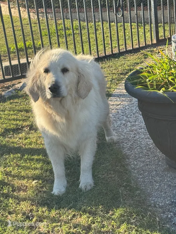 Winter – English Cream Golden Retriever puppy for sale in Royse City, TX