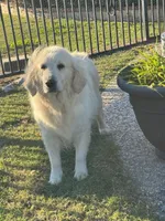 Winter, a female English Cream Golden Retriever for sale in Royse City, TX – 1 of 2