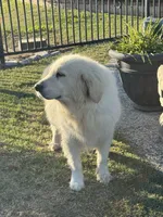Winter, a female English Cream Golden Retriever for sale in Royse City, TX – 2 of 2
