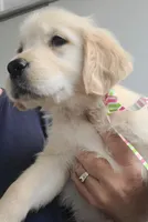 Cup Cake, a female Golden Retriever for sale in Royse City, TX – Photo 3 of 3