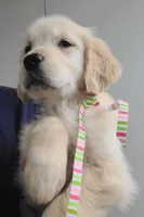 Cup Cake, a female Golden Retriever for sale in Royse City, TX – Photo 1 of 3