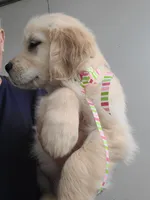 Cup Cake, a female Golden Retriever for sale in Royse City, TX – Photo 2 of 3