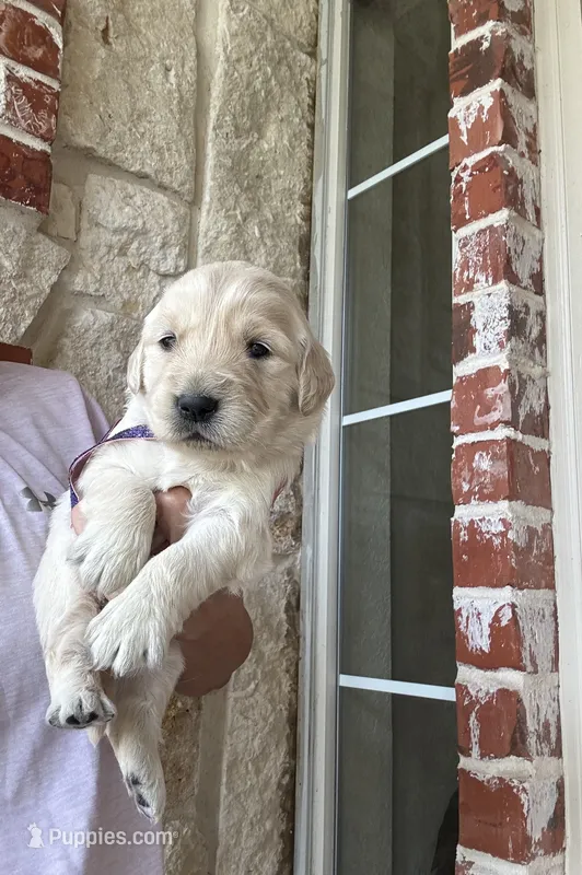 Purple Collar – Golden Retriever puppy for sale in Royse City, TX