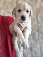 Blue Collar, a male Golden Retriever for sale in Royse City, TX – Photo 3 of 4
