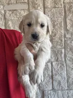 Blue Collar, a male Golden Retriever for sale in Royse City, TX – Photo 2 of 4