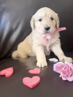 Pink Collar, a female Golden Retriever for sale in Royse City, TX – Photo 3 of 3