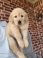 Pink Collar, a female Golden Retriever for sale in Royse City, TX – Photo 2 of 3