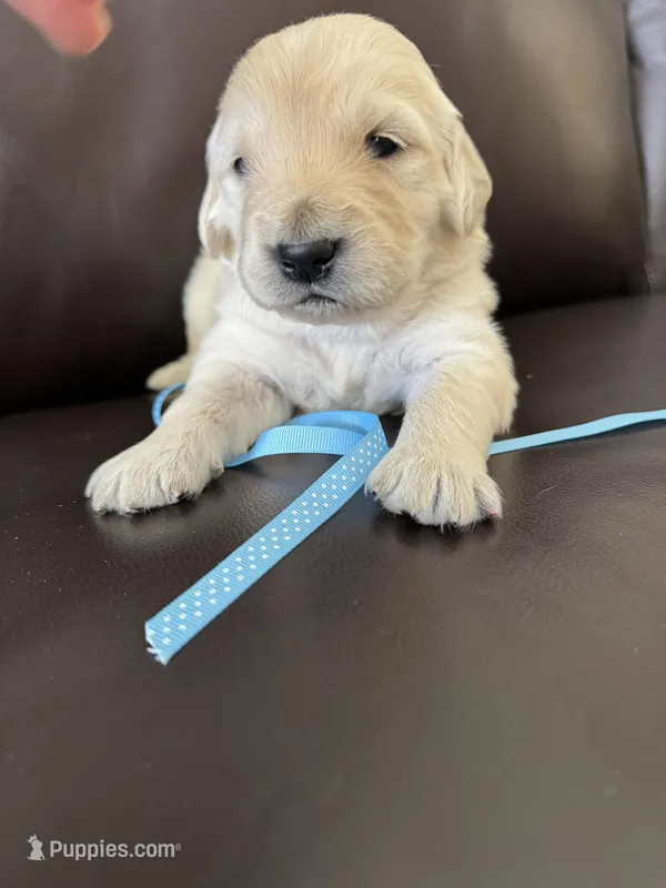Blue collar – Golden Retriever puppy for sale in Royse City, TX