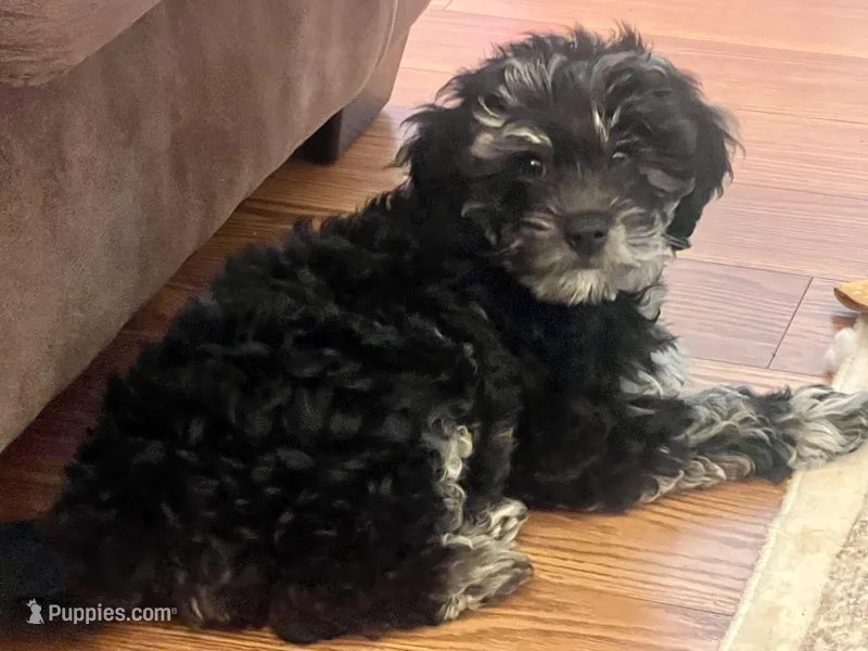 Yoshi – Miniature Goldendoodle, Miniature Labradoodle puppy for sale in Davis Junction, IL