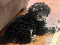 Yoshi, a male Miniature Goldendoodle and Miniature Labradoodle for sale in Davis Junction, IL – Photo 1 of 10