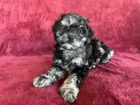 Yoshi, a male Miniature Goldendoodle and Miniature Labradoodle for sale in Davis Junction, IL – Photo 8 of 10