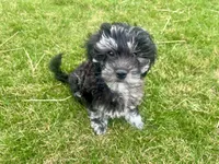 Yoshi, a male Miniature Goldendoodle and Miniature Labradoodle for sale in Davis Junction, IL – Photo 9 of 10