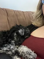 Yoshi, a male Miniature Goldendoodle and Miniature Labradoodle for sale in Davis Junction, IL – Photo 6 of 10