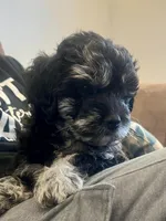 Yoshi, a male Miniature Goldendoodle and Miniature Labradoodle for sale in Davis Junction, IL – Photo 2 of 10