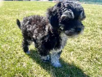 Yoshi, a male Miniature Goldendoodle and Miniature Labradoodle for sale in Davis Junction, IL – Photo 10 of 10