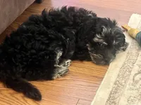 Yoshi, a male Miniature Goldendoodle and Miniature Labradoodle for sale in Davis Junction, IL – Photo 5 of 10