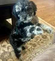 Yoshi, a male Miniature Goldendoodle and Miniature Labradoodle for sale in Davis Junction, IL – Photo 3 of 10