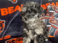 Yoshi, a male Miniature Goldendoodle and Miniature Labradoodle for sale in Davis Junction, IL – Photo 4 of 10