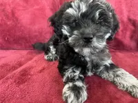 Yoshi, a male Miniature Goldendoodle and Miniature Labradoodle for sale in Davis Junction, IL – Photo 7 of 10