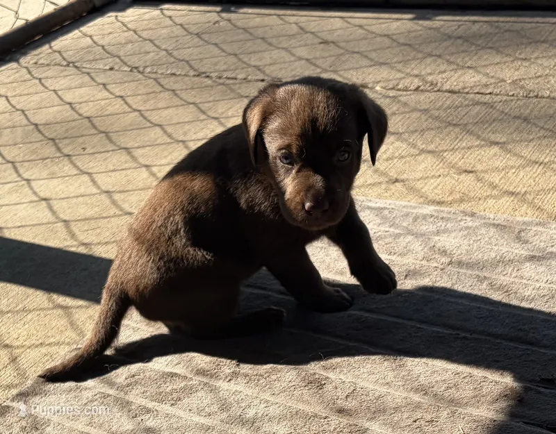 Labrador Retriever puppies Chocolate and Black – Labrador Retriever puppy for sale in Dousman, WI