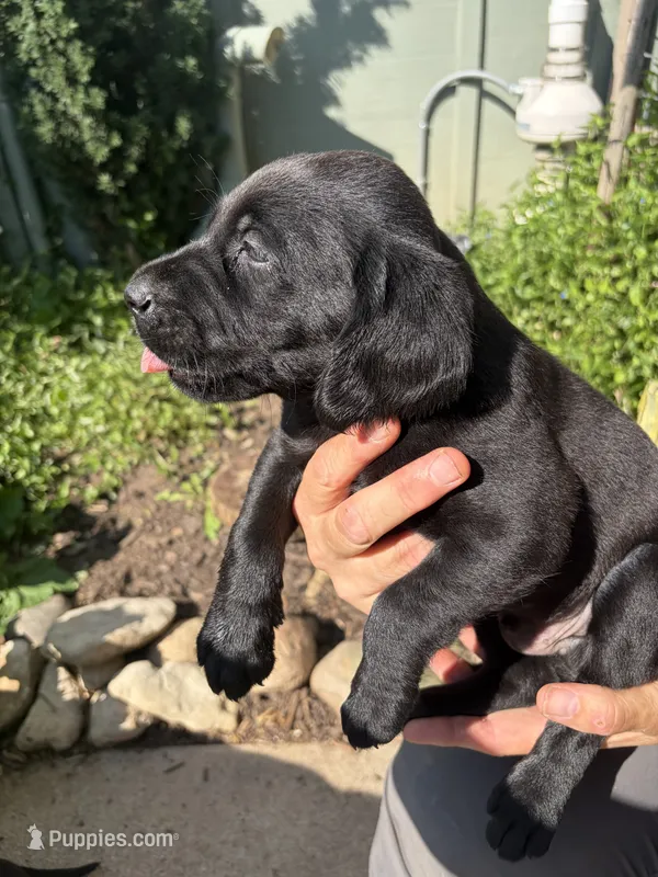Puppy black male – Labrador Retriever puppy for sale in Dousman, WI