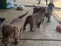 Puppy female, a female Labrador Retriever for sale in Dousman, WI – 2 of 2