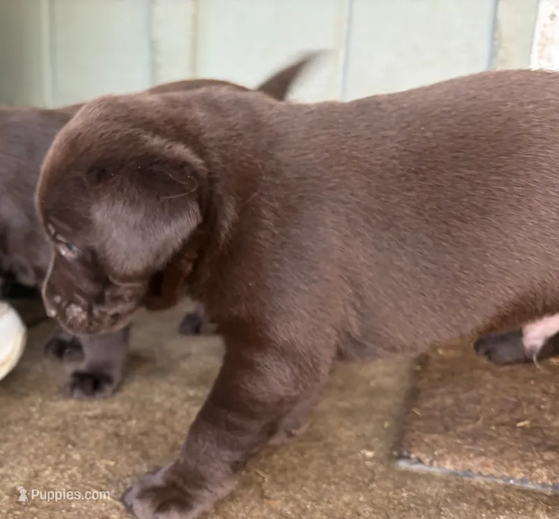 Puppy male – Labrador Retriever puppy on hold in Dousman, WI