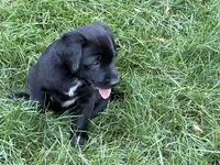 Puppy black female, a female Labrador Retriever for sale in Dousman, WI – 2 of 3
