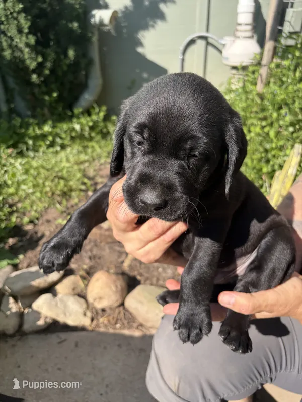 Puppy male black  – Labrador Retriever puppy for sale in Dousman, WI