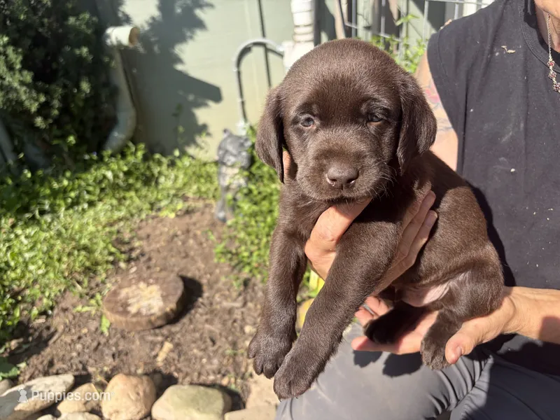 Puppy chocolate female – Labrador Retriever puppy for sale in Dousman, WI
