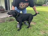 Puppy male black , a male Labrador Retriever for sale in Dousman, WI – 2 of 3