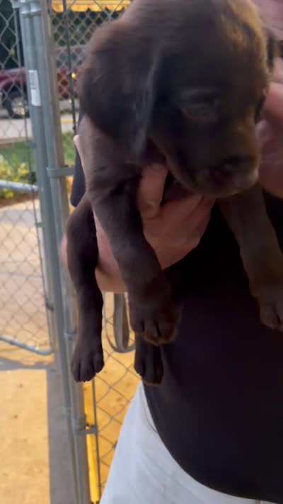 Puppy female , a female Labrador Retriever for sale in Dousman, WI – 4 of 4