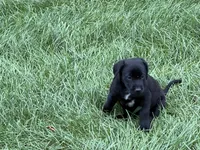 Puppy black female, a female Labrador Retriever for sale in Dousman, WI – 3 of 3