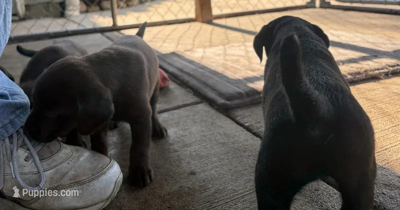 Puppy female – Labrador Retriever puppy for sale in Dousman, WI
