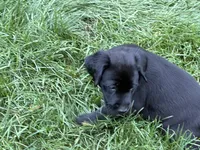 Puppy black male, a male Labrador Retriever for sale in Dousman, WI – 3 of 3