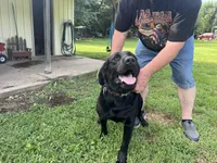 Puppy male black , a male Labrador Retriever for sale in Dousman, WI – 3 of 3