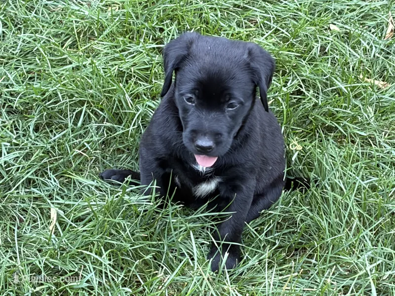 Puppy black female – Labrador Retriever puppy for sale in Dousman, WI
