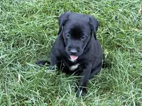 Puppy black female, a female Labrador Retriever for sale in Dousman, WI – 1 of 3