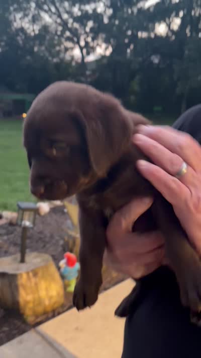 Puppy female , a female Labrador Retriever for sale in Dousman, WI – 3 of 4